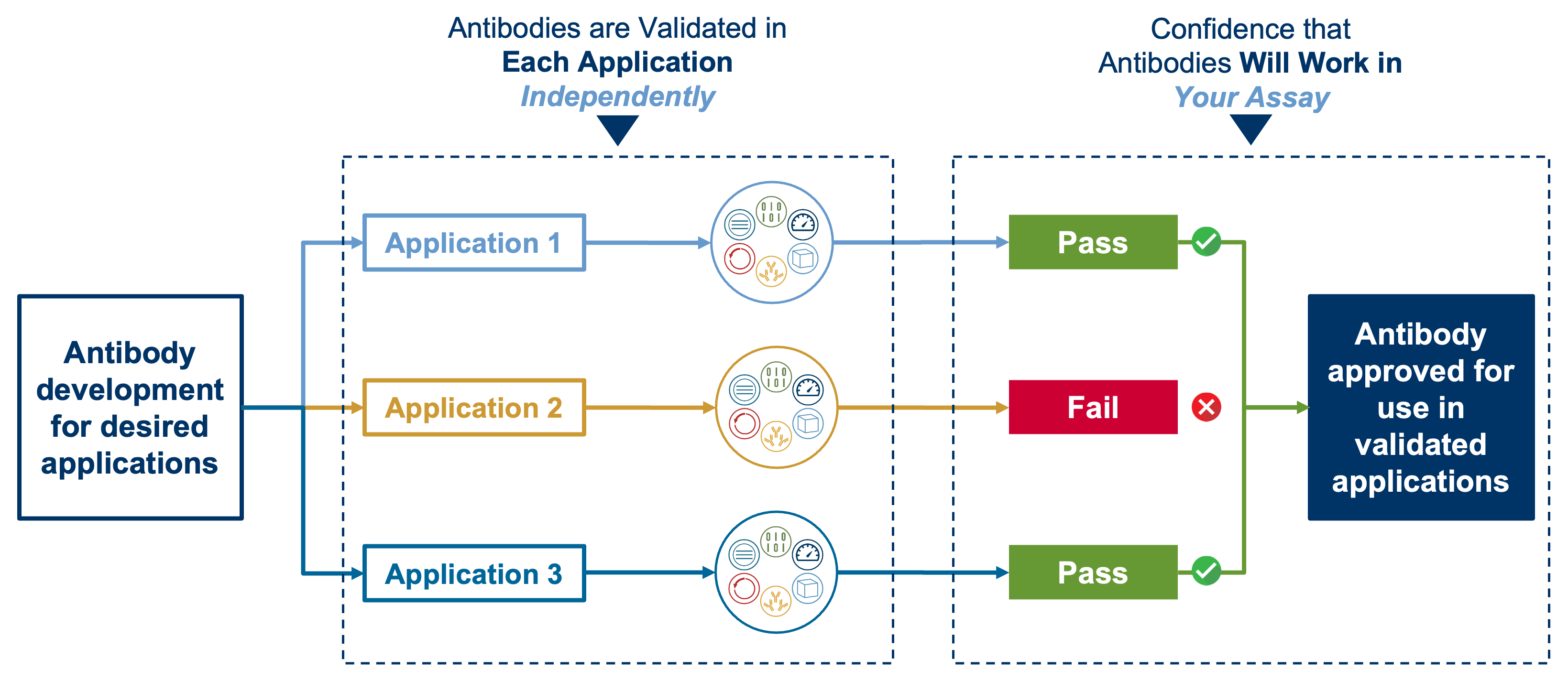 Process diagram showing CST antibodies being validated for each application independently, resulting only in the ones that pass being approved for use in that application.